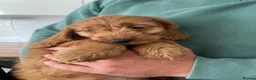 Cockapoo dogs for sale: F1 Cockapoos READY TO LEAVE NOW  - Advert 12