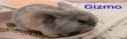 Mini Lop rabbits for sale: Beautiful family of bunnies.  - Advert 3
