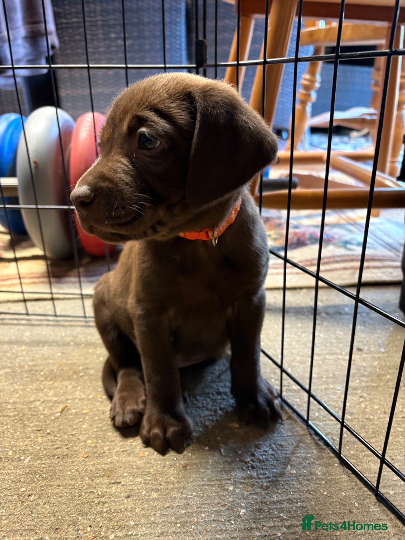 Labrador Retriever dogs 8 Pedigree Game-Breed Chocolate Labrador Puppies - Advert 3