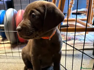 Labrador Retriever dogs 8 Pedigree Game-Breed Chocolate Labrador Puppies - Advert 3