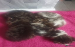 Mixed Breed cats for sale: 4 Gorgeous bengal cross kittens.  - Image 3