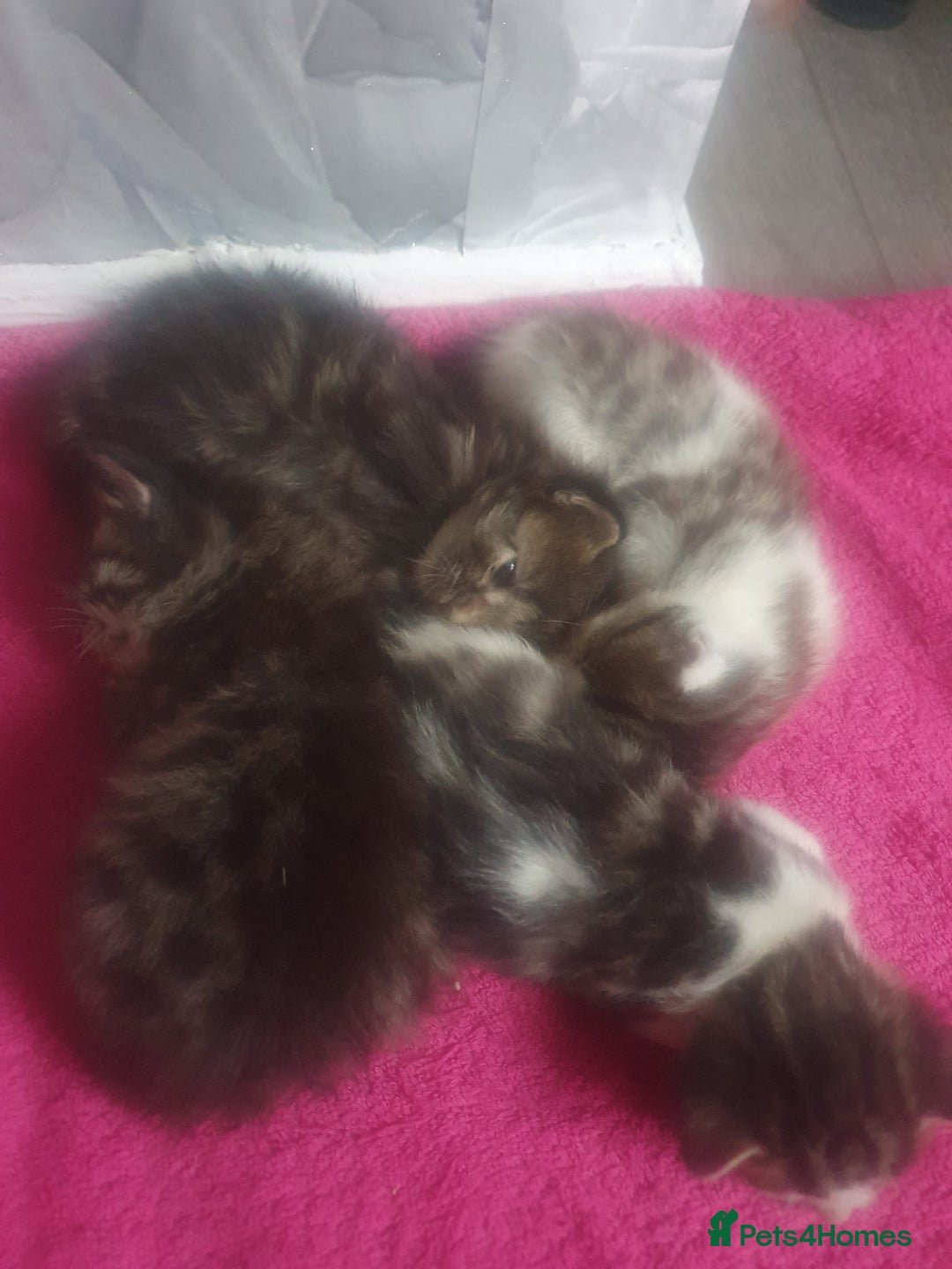 Mixed Breed cats for sale: 4 Gorgeous bengal cross kittens.  - Image 3
