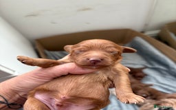 Cavapoo dogs for sale: Cavapoo F1b fully health tested 1 boy left - Image 32