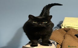 Mixed Breed cats for sale: Eli the black cat - Image 2