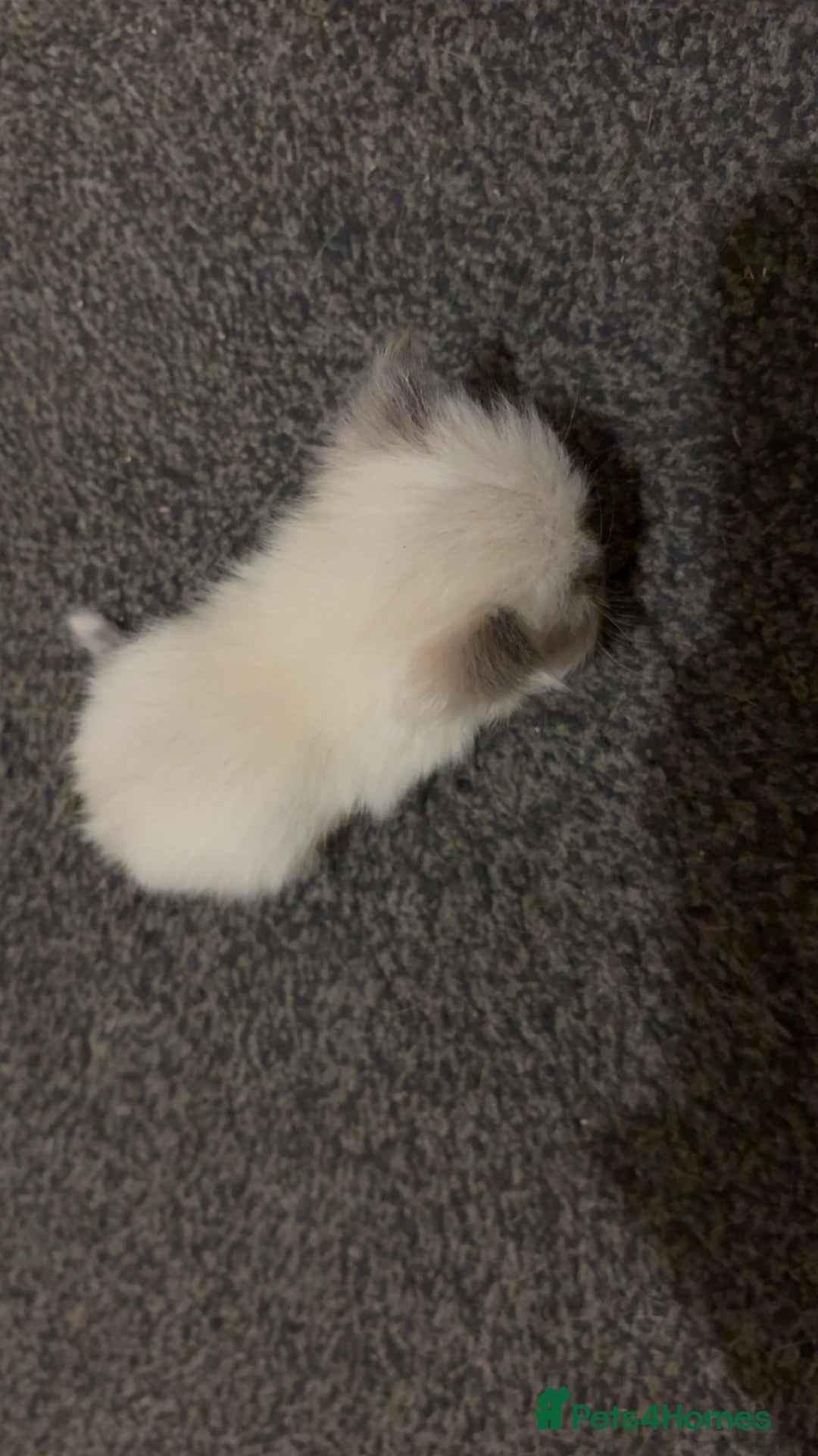 British Longhair cats for sale: X2 male British longhair kittens needing homes - Advert 7