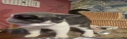 Mixed Breed cats for sale: Handsome Archi for sale  - Advert 6