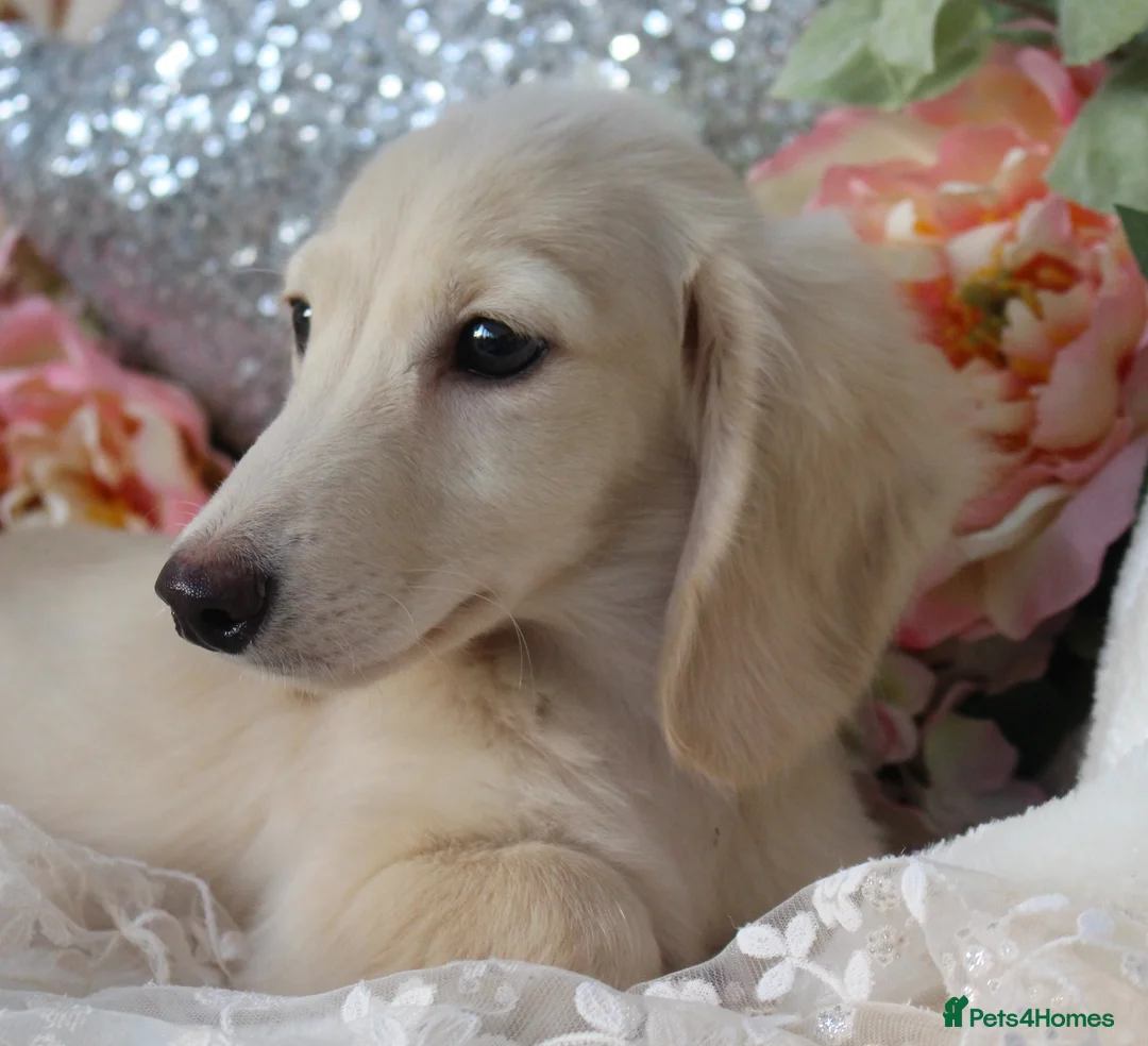 Miniature Dachshund dogs for stud: Falcor for Stud only in Wisbech - Advert 3