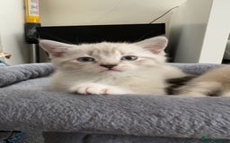 Mixed Breed cats for sale: Beautiful mix breed kittens - Image 4