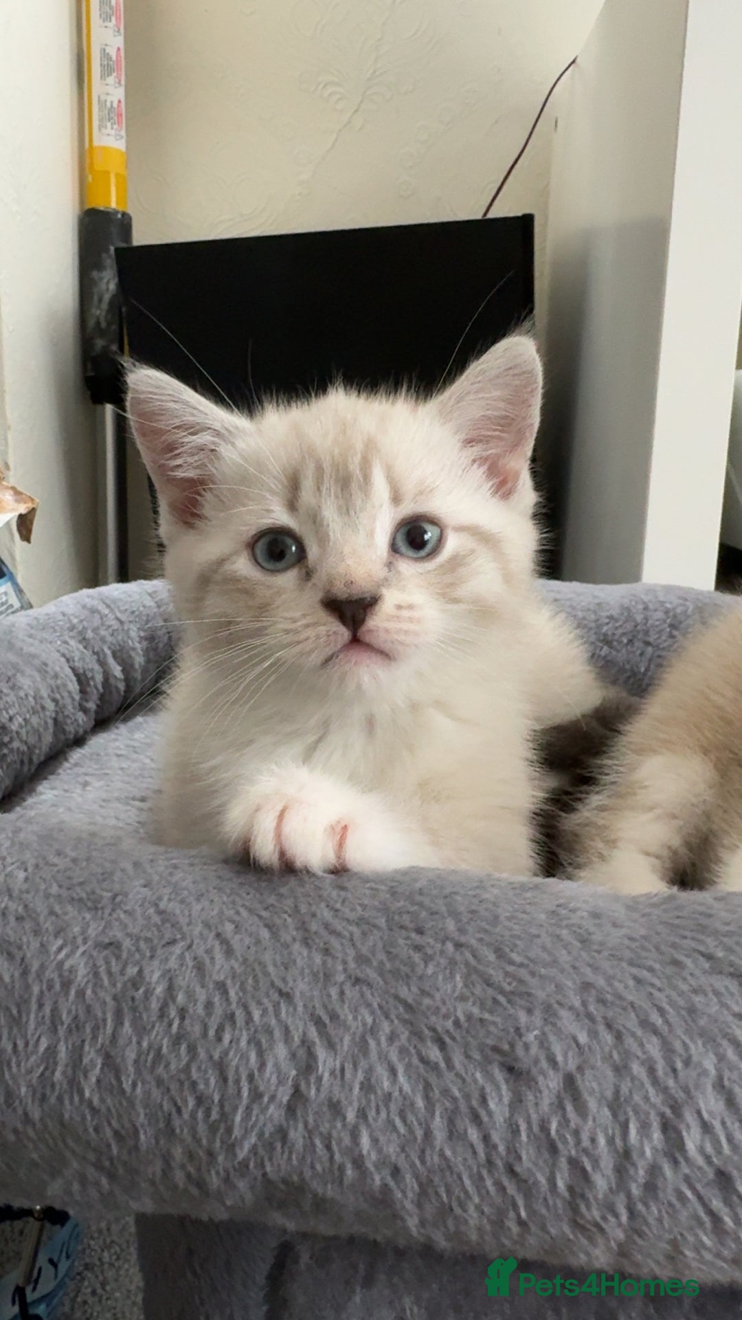Mixed Breed cats for sale: Beautiful mix breed kittens - Image 4