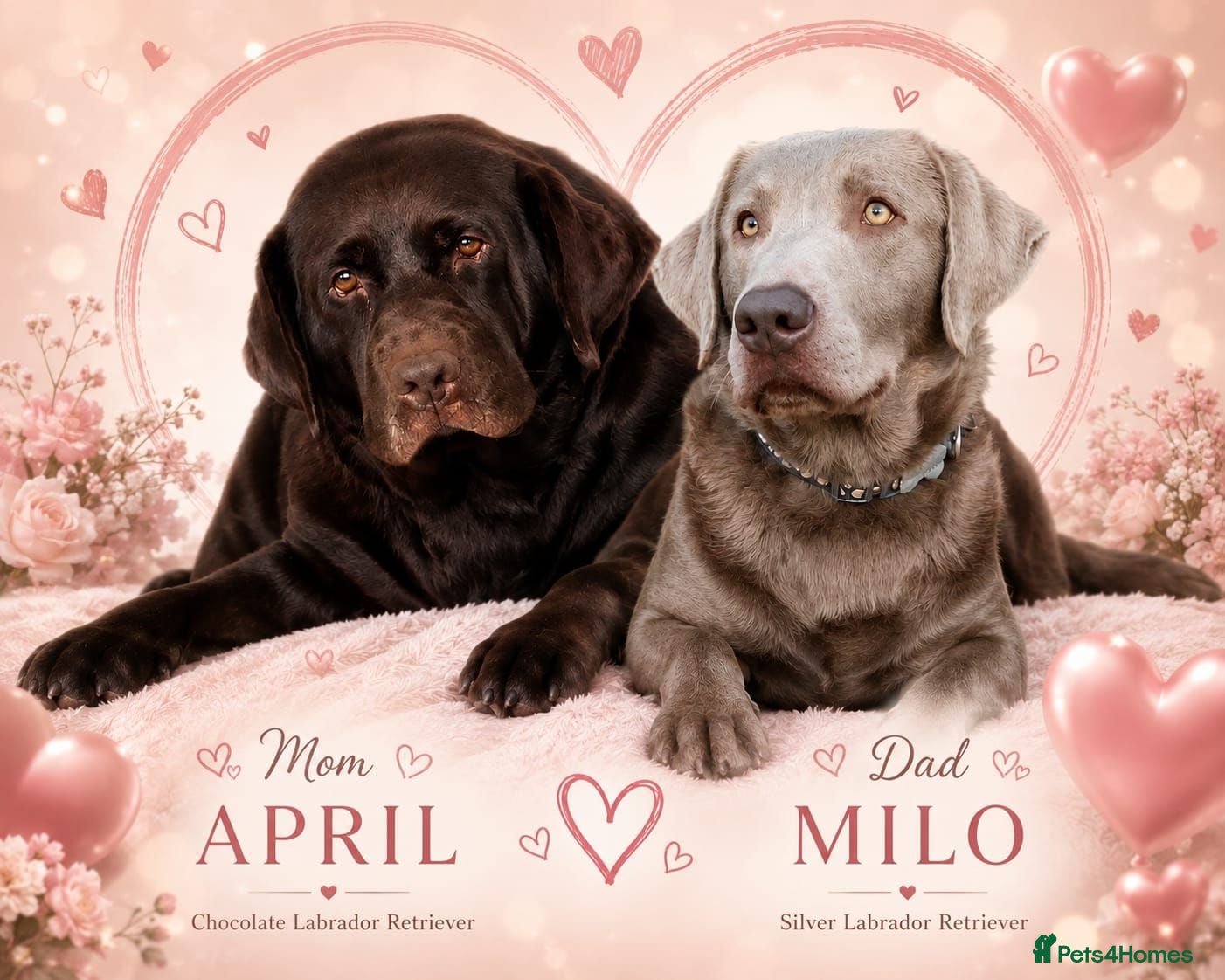 Labrador Retriever dogs ️Beautiful Labrador Retriever Puppies Silver/Choco - Advert 1