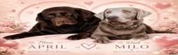 Labrador Retriever dogs for sale: ️Beautiful Labrador Retriever Puppies Silver/Choco - Advert 1
