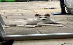 Siberian Husky dogs for sale: 12 week old male - Image 1