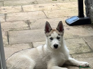 Siberian Husky dogs - Advert 8