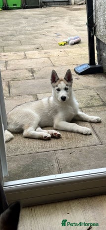 Siberian Husky dogs - Advert 12