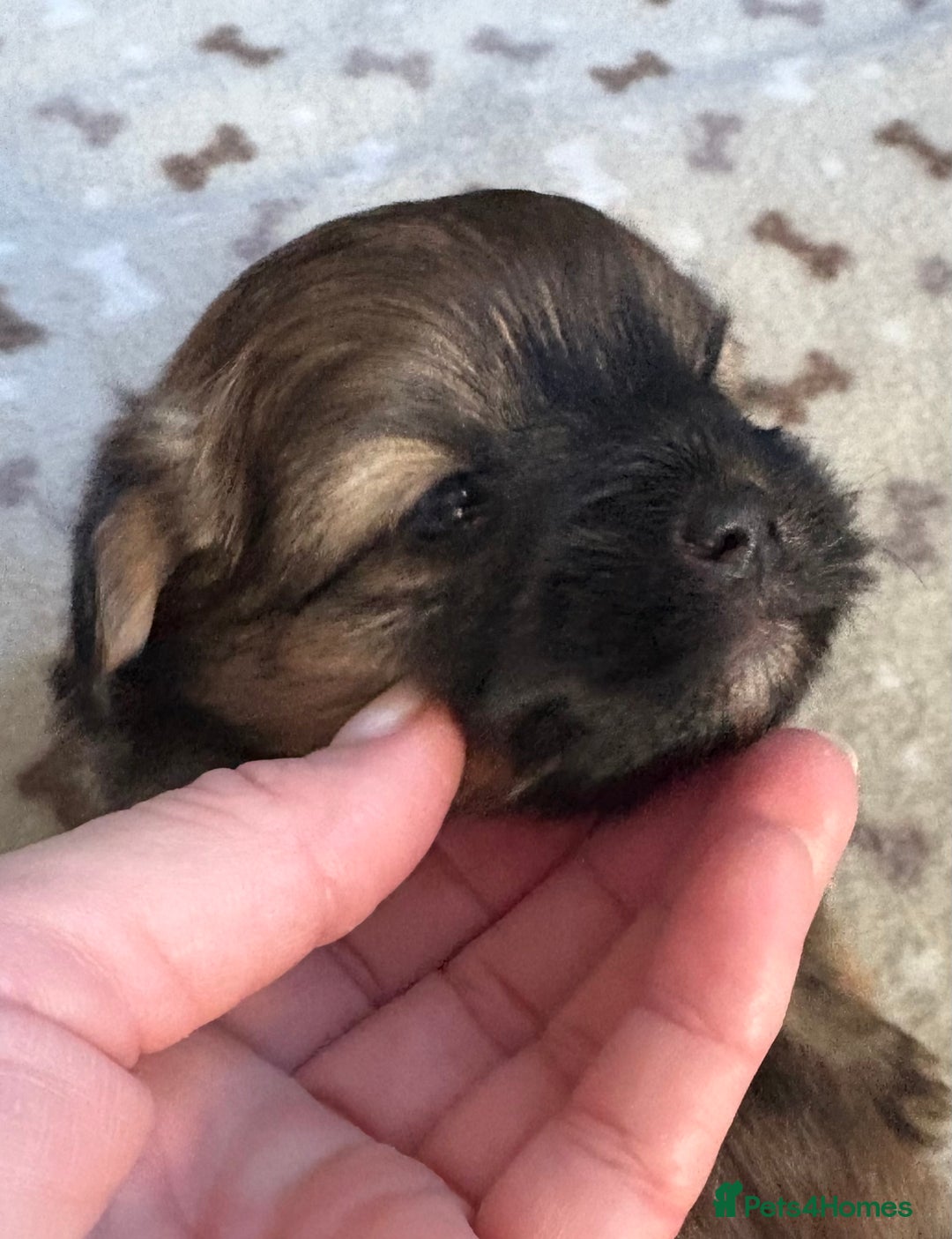 Mixed Breed dogs for sale: Stunning Toy Shihpoo Pom Puppies ready to reserve - Image 17
