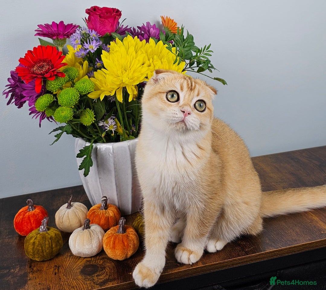 Scottish Fold cats for sale: READY NOW-TICA-SCOTTISH FOLD GIRL  - Image 33