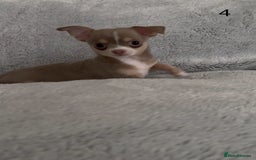 Chihuahua dogs for sale: Beautiful chihuahua pups - Image 10