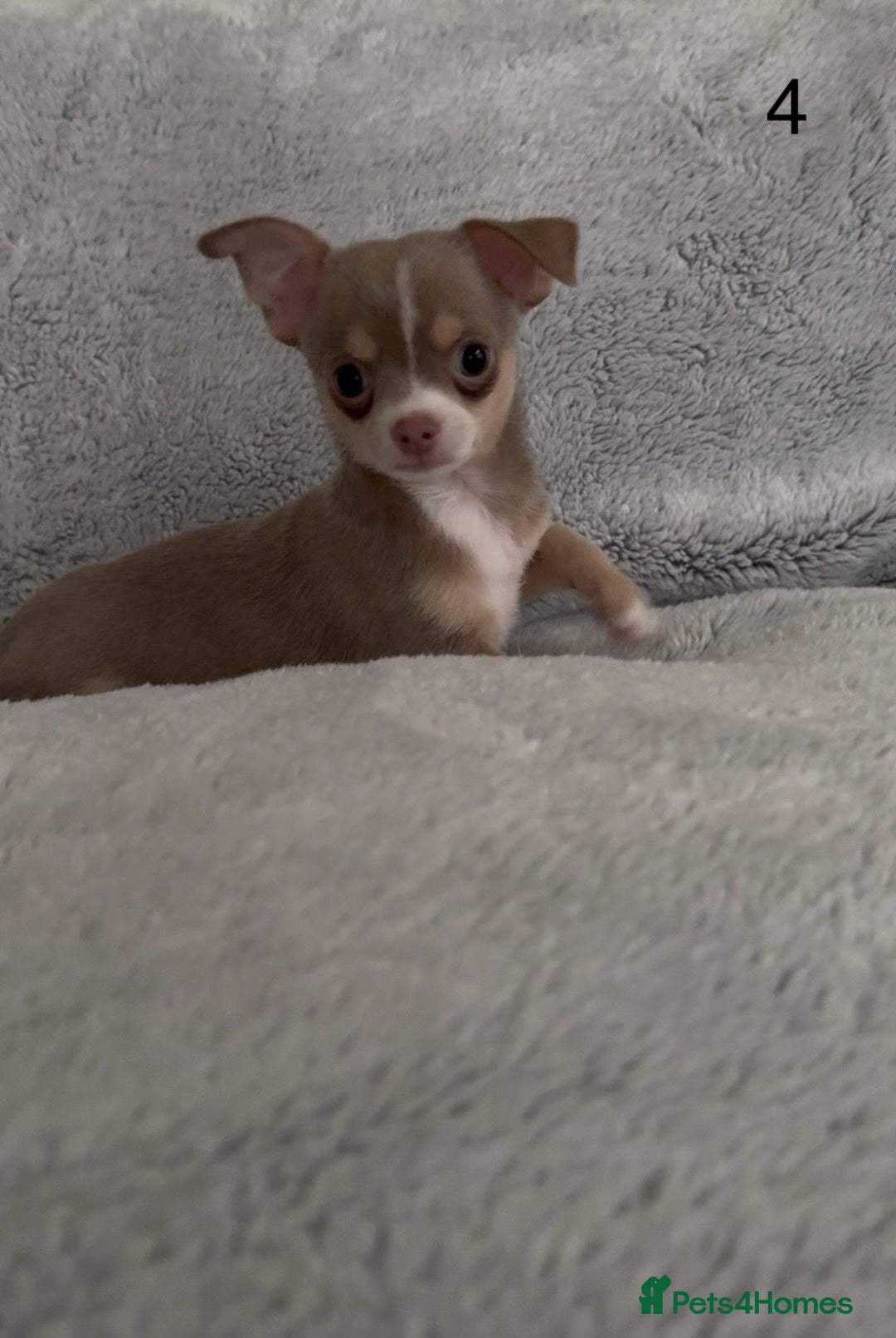 Chihuahua dogs for sale: Beautiful chihuahua pups - Image 10