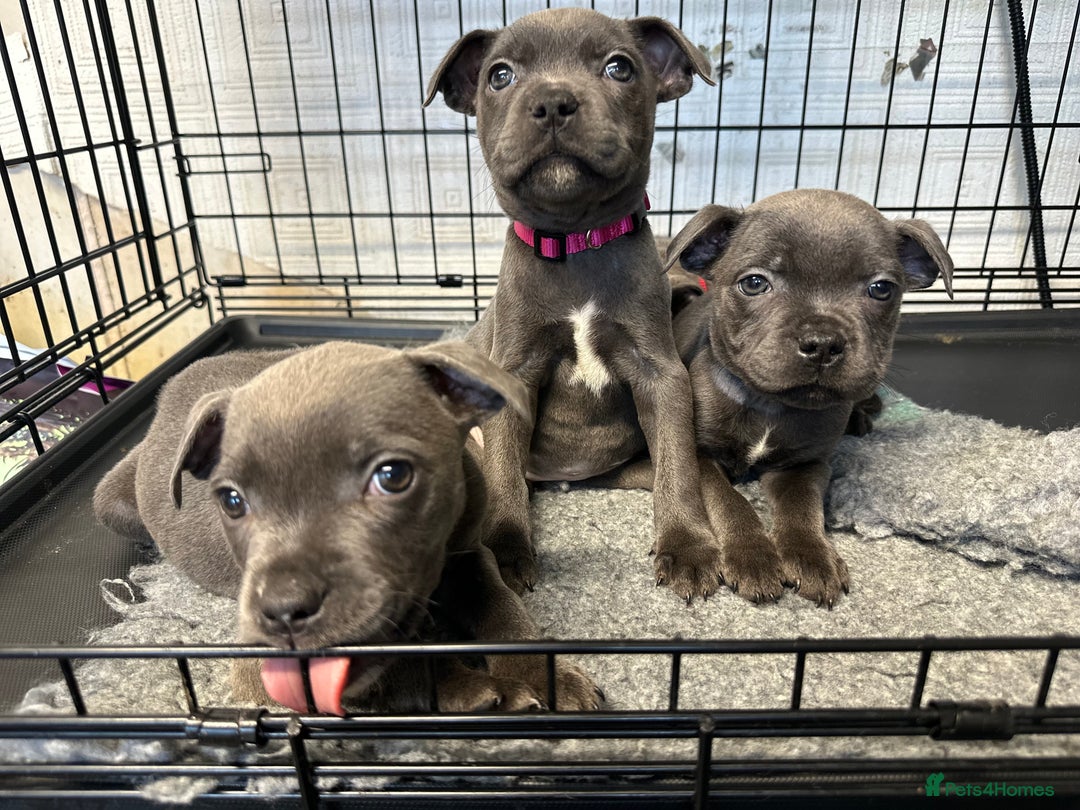 Staffordshire Bull Terrier dogs for sale: KC ⭐️Champion⭐️ bloodline Staffy Ready to leave - Advert 15