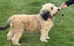 Bernedoodle dogs for sale: RED TRI BERNADOODLE GIRL - Image 3