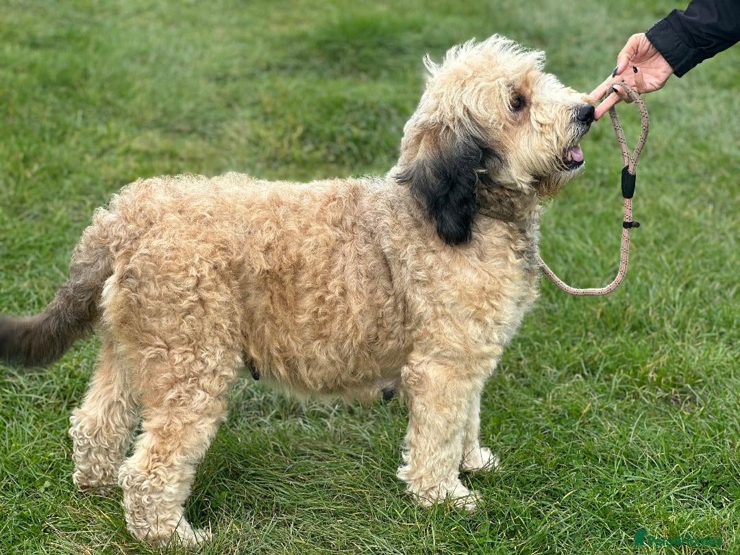 Bernedoodle dogs for sale: RED TRI BERNADOODLE GIRL - Image 3