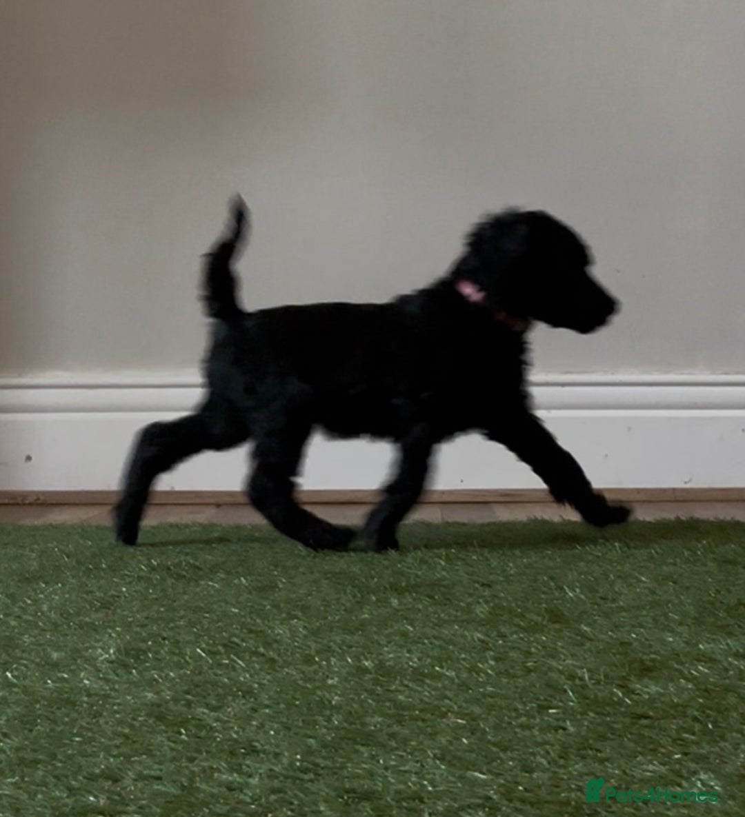 Standard Poodle dogs for sale: Champion sired standard poodles  - Advert 9
