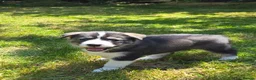 Mixed Breed dogs for sale: 75%Husky / 25% labrador. (LABSKI). - Advert 14