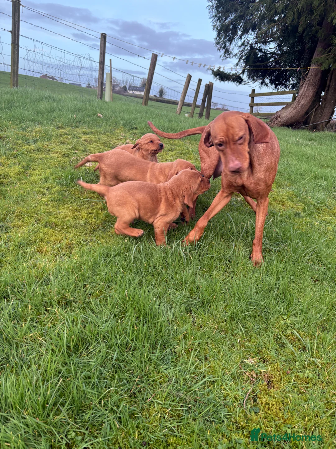 Mixed Breed dogs for sale: Vizslador pups for sale  in Newry - Advert 12