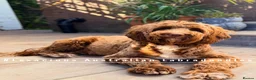 Australian Labradoodle dogs for sale: 100% WALA registered Australian Labradoodles - Advert 13