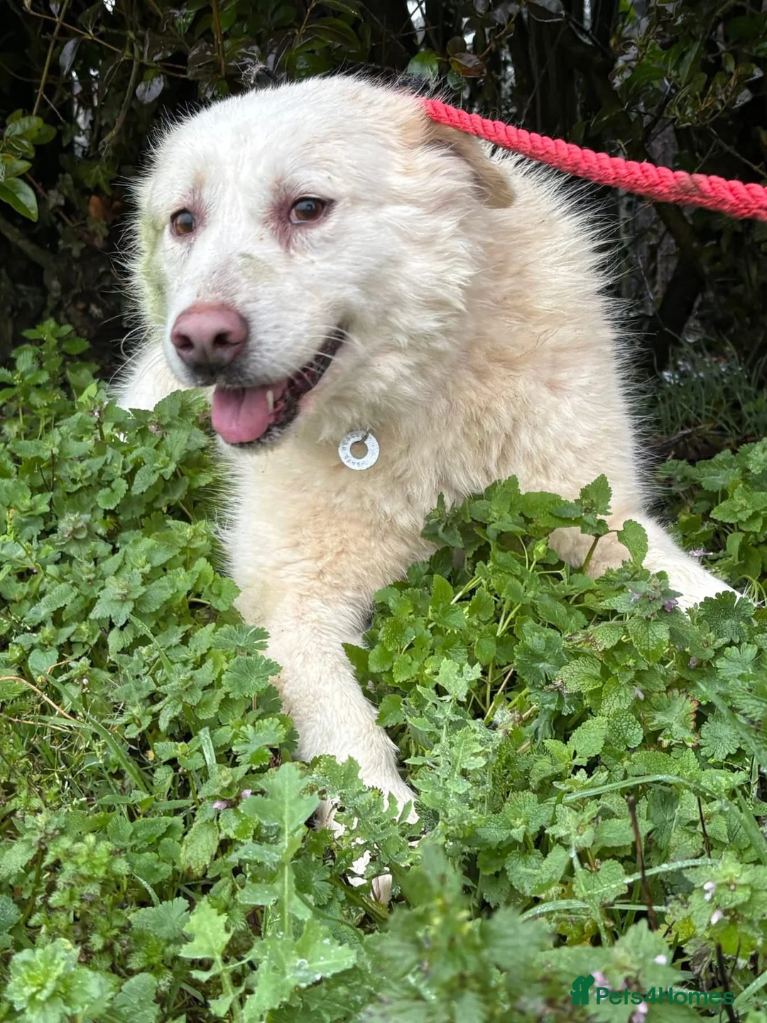 Mixed Breed dogs for adoption: Granny - Norwich Norwich  - Advert 12