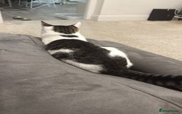 British Shorthair cats for sale: Kitten (oreo) - Advert 3