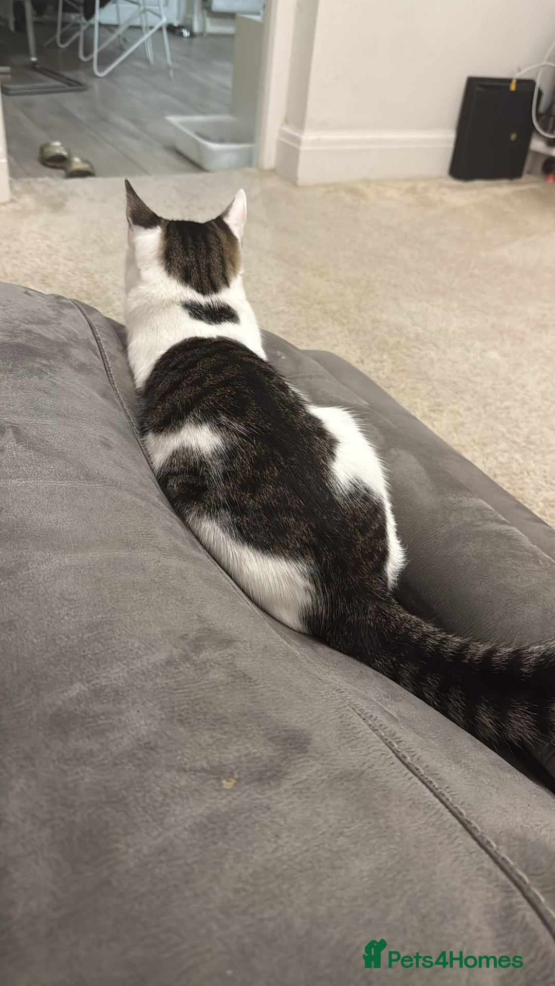 British Shorthair cats for sale: Kitten (oreo) - Advert 3