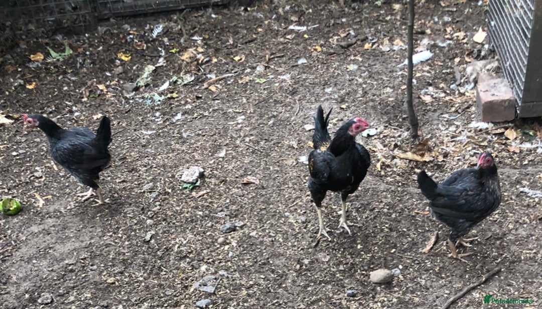 Chickens poultry for sale: PURE BRED FURNESS O.E.G - Image 1