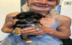 Yorkshire Terrier dogs for sale: Yorkshire terrier pups ready for their new homes.  - Image 4