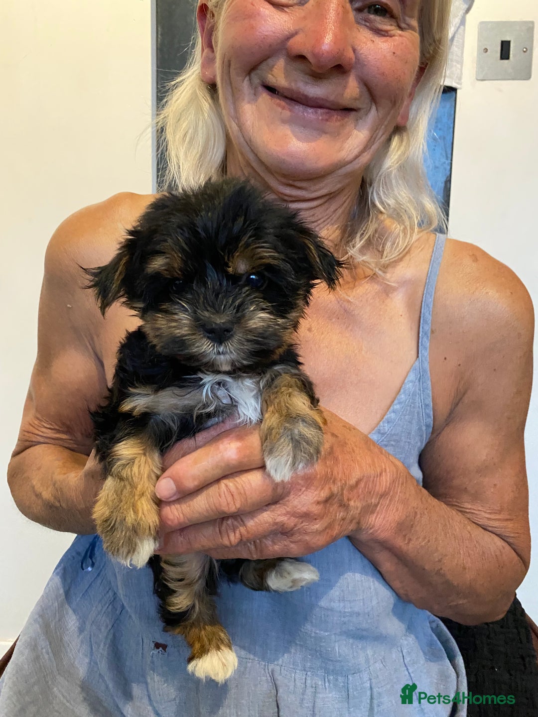 Yorkshire Terrier dogs for sale: Yorkshire terrier pups ready for their new homes.  - Image 4