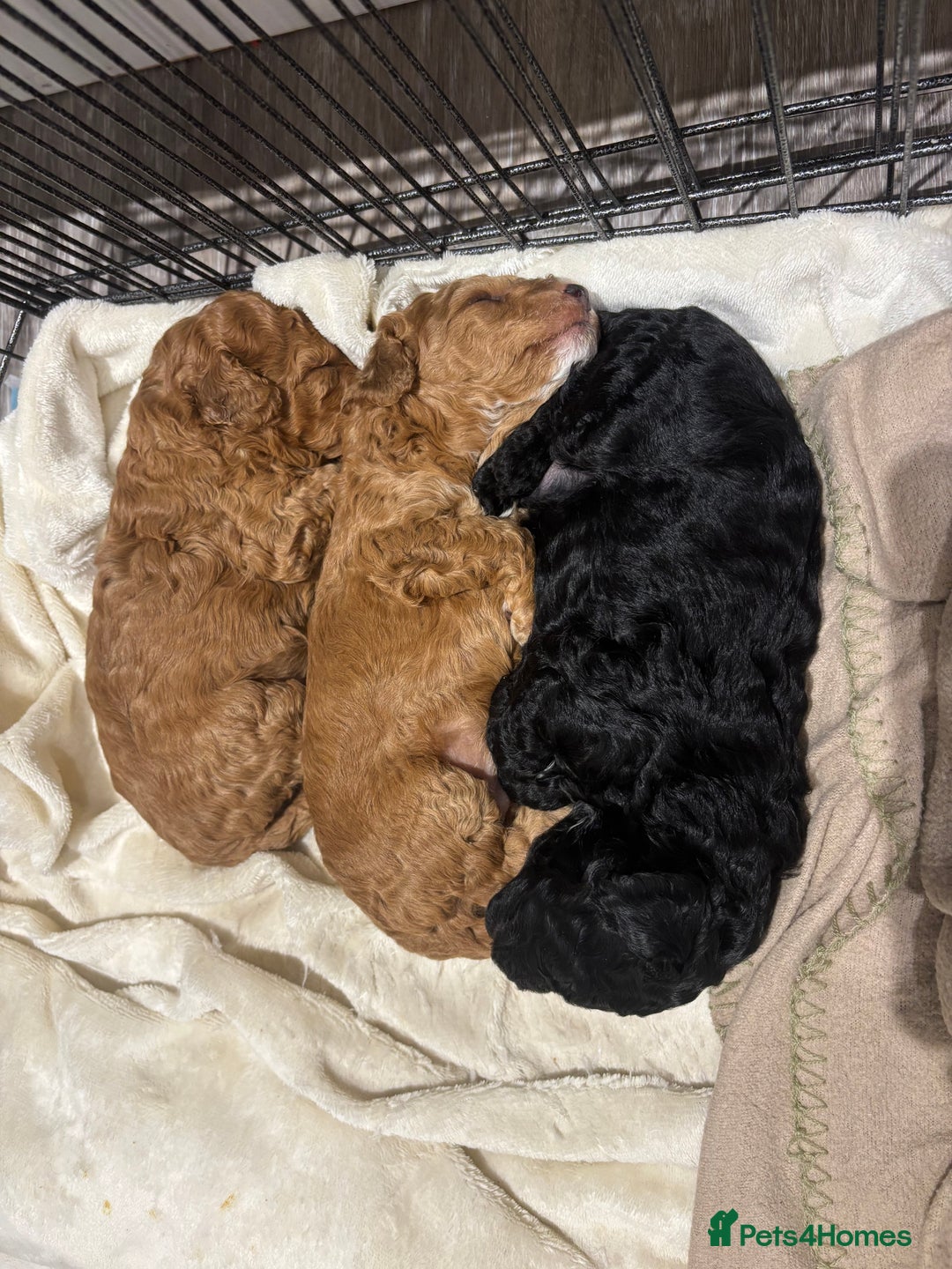 Cockapoo dogs for sale: Stunning cockapoo puppies - Advert 14