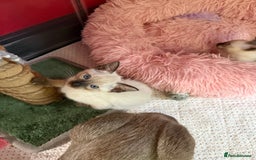 Siamese cats for sale: 2 male sealpoint siamese  - Image 14