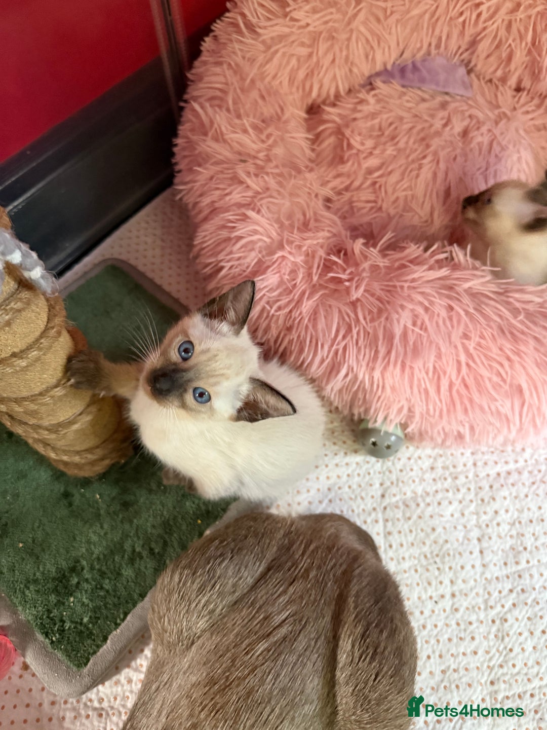 Siamese cats for sale: 2 male sealpoint siamese  - Image 14