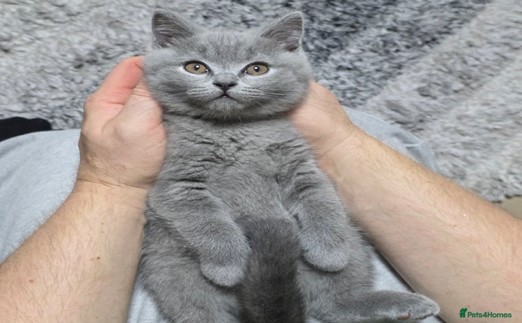 British Shorthair cats - Advert 1