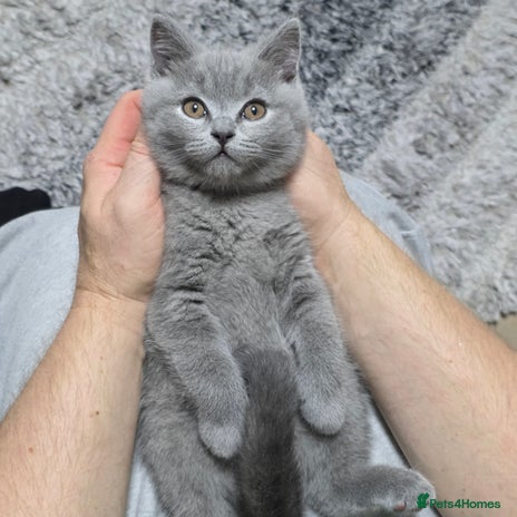 British Shorthair cats - Advert 1