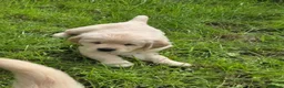 Golden Retriever dogs for sale: Beautiful Golden Retriever Puppies - Advert 10