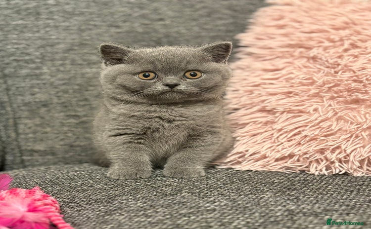 British Shorthair cats British Shorthair Male Kitten (GCCF) - Advert 16