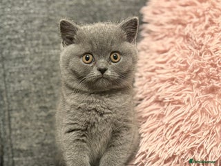 British Shorthair cats British Shorthair Male Kitten (GCCF) - Advert 13