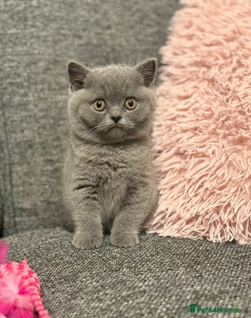 British Shorthair cats British Shorthair Male Kitten (GCCF) - Advert 16