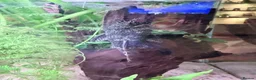 Plecos fish for sale: Common and albino bristlenose plecos - Advert 13