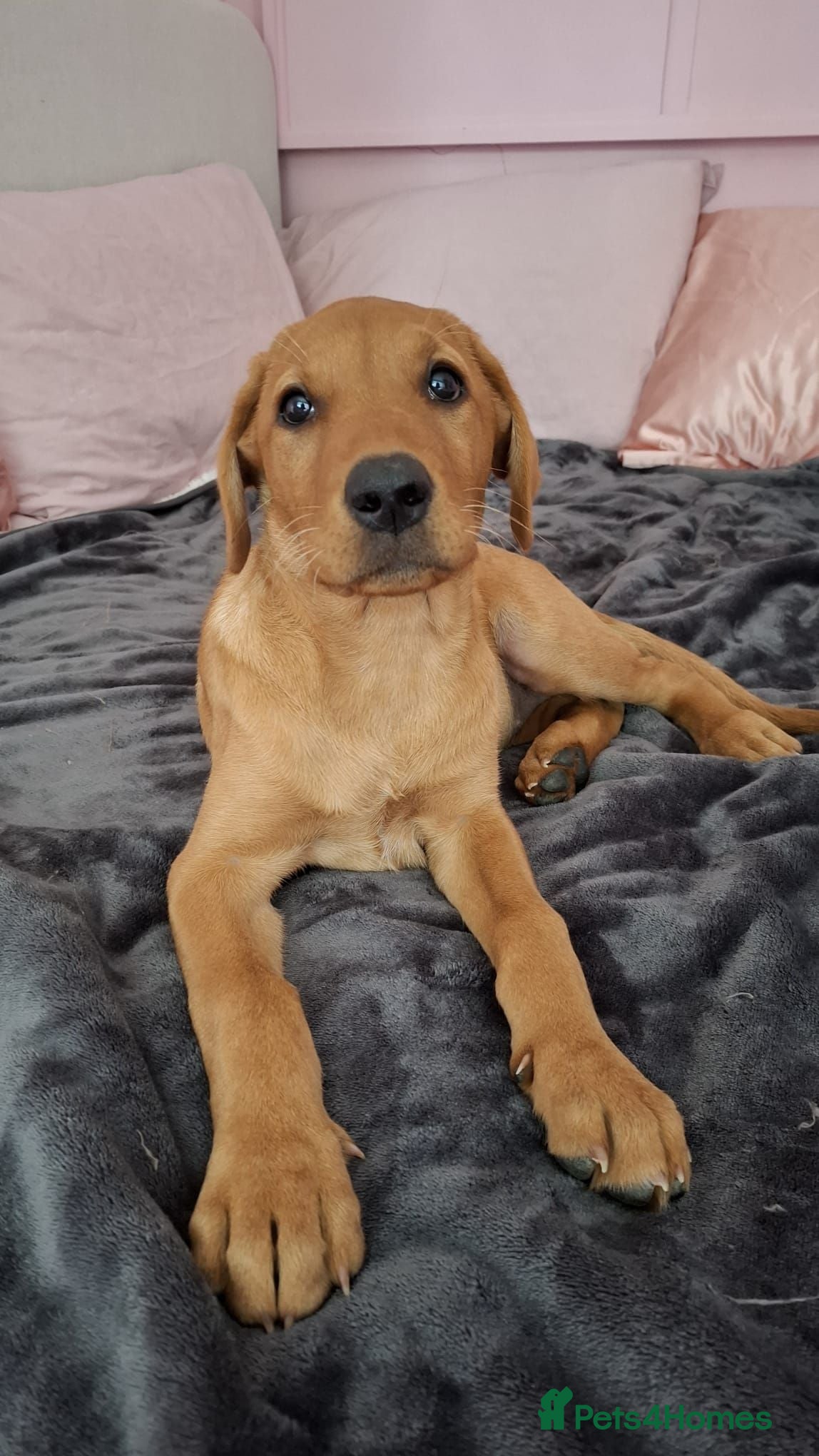 Labrador Retriever dogs Fox red Lab puppy - Advert 11
