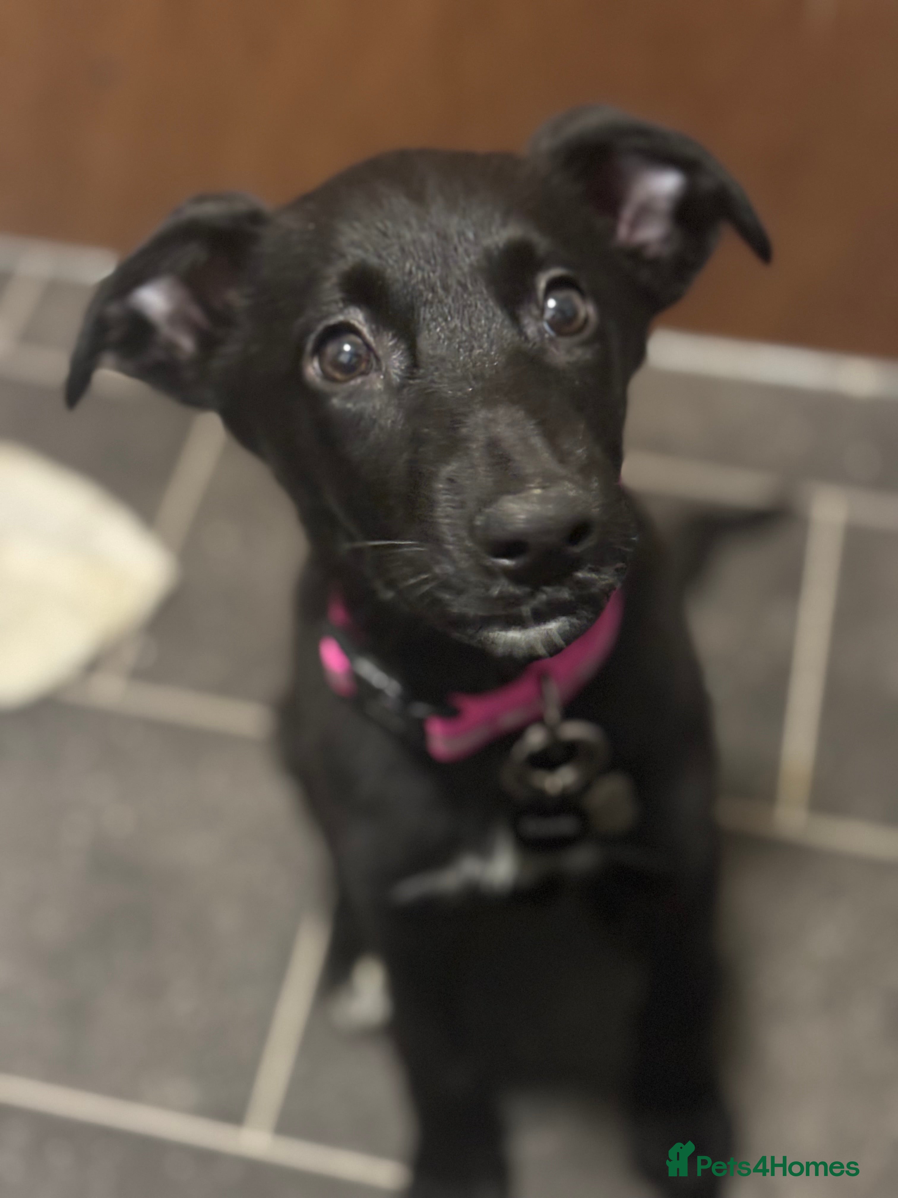 Mixed Breed dogs Kona  - Advert 5