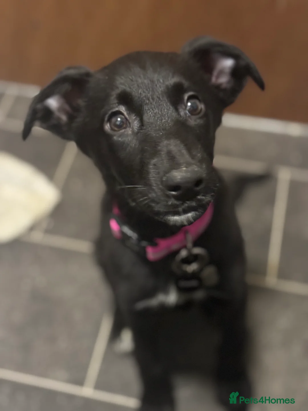 Mixed Breed dogs for sale: Kona  - Advert 1