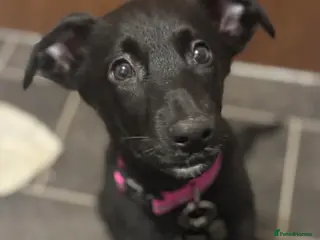 Mixed Breed dogs Kona - Advert 5