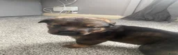 Mixed Breed dogs for sale: Rottweiler shepherd - Advert 5
